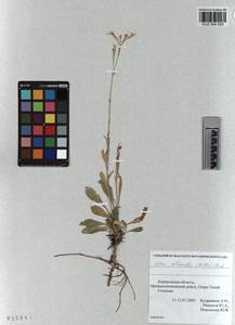 KUZ 004 025, Смолевка зеленоцветковая (Willd.) Ehrh., Сибирь, Алтай и Саяны (S2) (Россия)