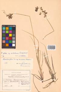 Anthoxanthum glabrum (Trin.) Veldkamp, Сибирь, Дальний Восток (S6) (Россия)