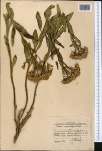 Jacobaea racemulifera (Pavlov) C. Ren & Q. E. Yang, Средняя Азия и Казахстан, Западный Тянь-Шань и Каратау (M3) (Узбекистан)