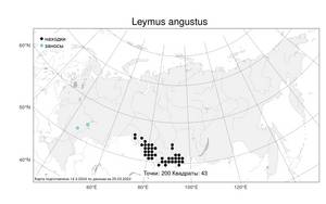 Leymus angustus, Волоснец узкоколосый (Trin.) Pilg., Атлас флоры России (FLORUS) (Россия)