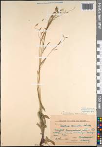 Ixeris chinensis subsp. versicolor (Fisch. ex Link) Kitam., Сибирь, Прибайкалье и Забайкалье (S4) (Россия)