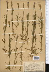 Горечавочник бородатый (Froel.) Ma, Средняя Азия и Казахстан, Западный Тянь-Шань и Каратау (M3) (Казахстан)