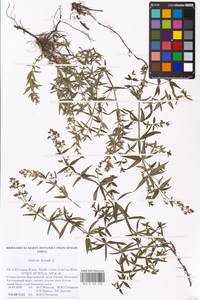 Подмаренник северный L., Восточная Европа, Северный район (E1) (Россия)