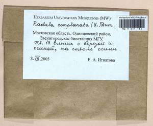 Radula complanata (L.) Dumort., Гербарий мохообразных, Мхи - Москва и Московская область (B6a) (Россия)
