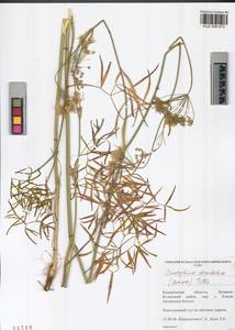 Cenolophium fischeri (Spreng.) W. D. J. Koch, Сибирь, Алтай и Саяны (S2) (Россия)
