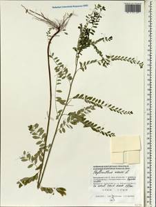 Phyllanthus niruri L., Зарубежная Азия (ASIA) (Мальдивы)