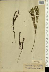 Staavia verticillata (L. fil.) Pillans, Африка (AFR) (ЮАР)