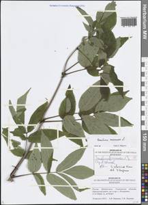 Бузина красная, Бузина кистевидная L., Восточная Европа, Средневолжский район (E8) (Россия)