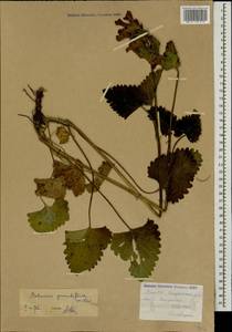 Чистец крупноцветковый (K.Koch) Stearn, Кавказ, Армения (K5) (Армения)