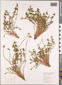Taraxacum stenocephalum subsp. magnum Kirschner & Å, Кавказ, Краснодарский край и Адыгея (K1a) (Россия)