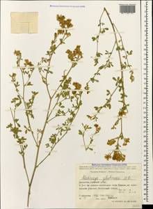Medicago sativa subsp. glomerata (Balb.) Rouy, Кавказ, Дагестан (K2) (Россия)