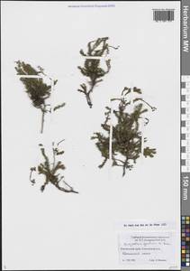 Bryanthus musciformis (Poir.) Nakai, Сибирь, Чукотка и Камчатка (S7) (Россия)