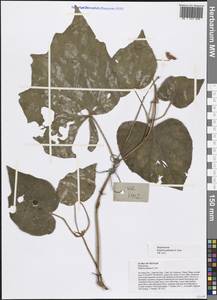Begonia palmata D. Don, Зарубежная Азия (ASIA) (Вьетнам)