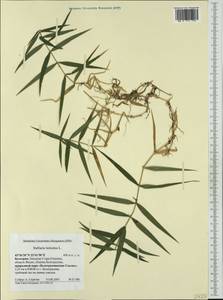 Rabelera holostea (L.) M. T. Sharples & E. A. Tripp, Западная Европа (EUR) (Болгария)