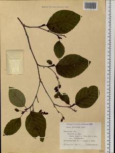 Ольховник кустарниковый, Ольха кустарниковая (Rupr.) Raus, Сибирь, Западная Сибирь (S1) (Россия)