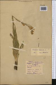Pseudopodospermum hispanicum subsp. hispanicum, Средняя Азия и Казахстан, Северный и Центральный Казахстан (M10) (Казахстан)