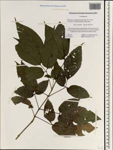 Verbenaceae, Зарубежная Азия (ASIA) (Вьетнам)