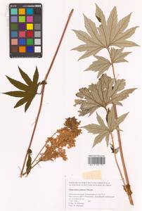 Filipendula digitata (Willd.) Bergmans, Сибирь, Дальний Восток (S6) (Россия)