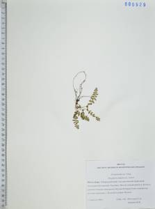 Щитовник пахучий (L.) Schott, Сибирь, Дальний Восток (S6) (Россия)