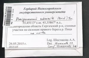 Pterygoneurum subsessile (Brid.) Jur., Гербарий мохообразных, Мхи - Центральное Нечерноземье (B6) (Россия)