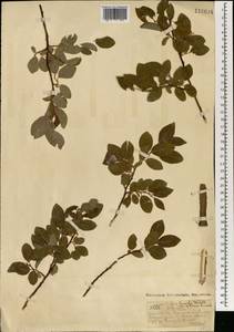 Ива тарайкинская Kimura, Монголия (MONG) (Монголия)