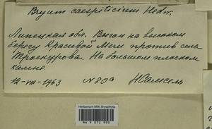 Ptychostomum imbricatulum (Müll. Hal.) Holyoak & N. Pedersen, Гербарий мохообразных, Мхи - Центральное Черноземье (B10) (Россия)