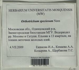 Lewinskya speciosa (Nees) F. Lara, Garilleti & Goffinet, Гербарий мохообразных, Мхи - Москва и Московская область (B6a) (Россия)