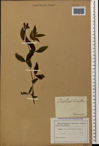 Чина рыхлоцветковая (Desf.)Kuntze, Кавказ (без точных местонахождений) (K0)