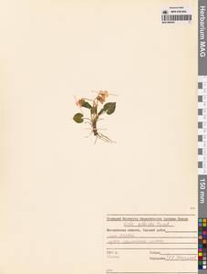 Фиалка Селькирка Pursh ex Goldie, Сибирь, Чукотка и Камчатка (S7) (Россия)