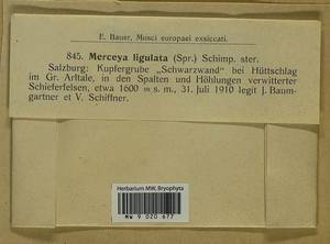 Scopelophila ligulata (Spruce) Spruce, Гербарий мохообразных, Мхи - Западная Европа (BEu) (Австрия)