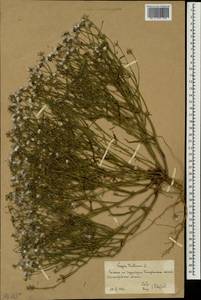 Скерда кровельная L., Восточная Европа, Нижневолжский район (E9) (Россия)