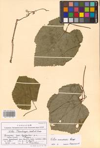 Виноград амурский Rupr., Сибирь, Дальний Восток (S6) (Россия)