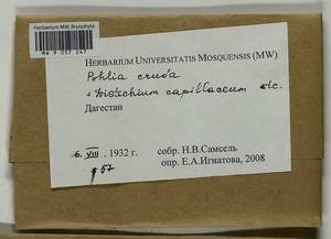 Pohlia cruda (Hedw.) Lindb., Гербарий мохообразных, Мхи - Северный Кавказ и Предкавказье (B12) (Россия)