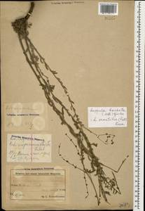 Липучка бородчатая (M.Bieb.) Menyh., Кавказ, Азербайджан (K6) (Азербайджан)