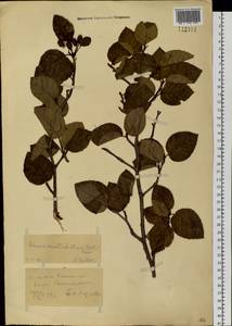 Ольховник вырезанный, Ольха вырезанная (Regel) Raus, Сибирь, Чукотка и Камчатка (S7) (Россия)