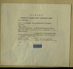 Plagiomnium cuspidatum (Hedw.) T.J. Kop., Гербарий мохообразных, Мхи - Москва и Московская область (B6a) (Россия)