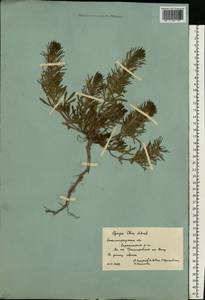 Живучка хиосская (Schreb.) Arcang., Восточная Европа, Нижневолжский район (E9) (Россия)