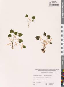 Фиалка Селькирка Pursh ex Goldie, Сибирь, Чукотка и Камчатка (S7) (Россия)