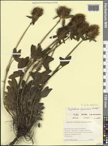 Клевер волосистоголовый M.Bieb., Кавказ, Дагестан (K2) (Россия)