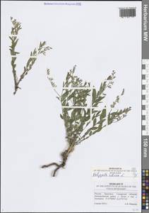 Истод сибирский L., Восточная Европа, Средневолжский район (E8) (Россия)