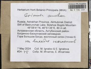 Grimmia anodon Bruch & Schimp., Гербарий мохообразных, Мхи - Нижний Дон и Нижняя Волга (B11) (Россия)