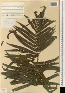 Циклосорус прерывистый (Willd.) H. Itô, Зарубежная Азия (ASIA) (Малайзия)