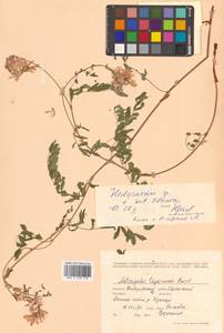 Копеечник копеечниковый (L.) Schinz & Thell., Сибирь, Дальний Восток (S6) (Россия)