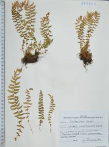 Вудсия многорядниковая D.C.Eaton, Сибирь, Дальний Восток (S6) (Россия)