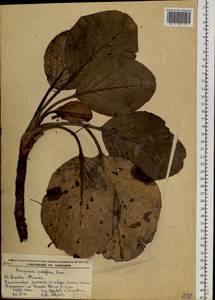 Бадан толстолистный (L.) Fritsch, Сибирь, Дальний Восток (S6) (Россия)