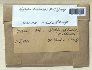 Mesoptychia badensis (Gottsche ex Rabenh.) L. Söderstr. & Váňa, Гербарий мохообразных, Мхи - Западная Европа (BEu) (Германия)