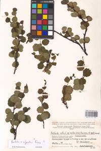 Betula intermedia var. intermedia, Восточная Европа, Северный район (E1) (Россия)