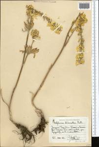 Живокость дваждытройчатая Huth, Средняя Азия и Казахстан, Западный Тянь-Шань и Каратау (M3) (Киргизия)