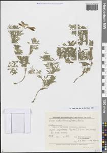 Горошек маловолосистый (Ledeb.) Boiss., Средняя Азия и Казахстан, Памир и Памиро-Алай (M2) (Узбекистан)