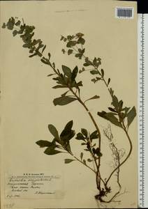 Молочай миндалевидный L., Восточная Европа, Западно-Украинский район (E13) (Украина)